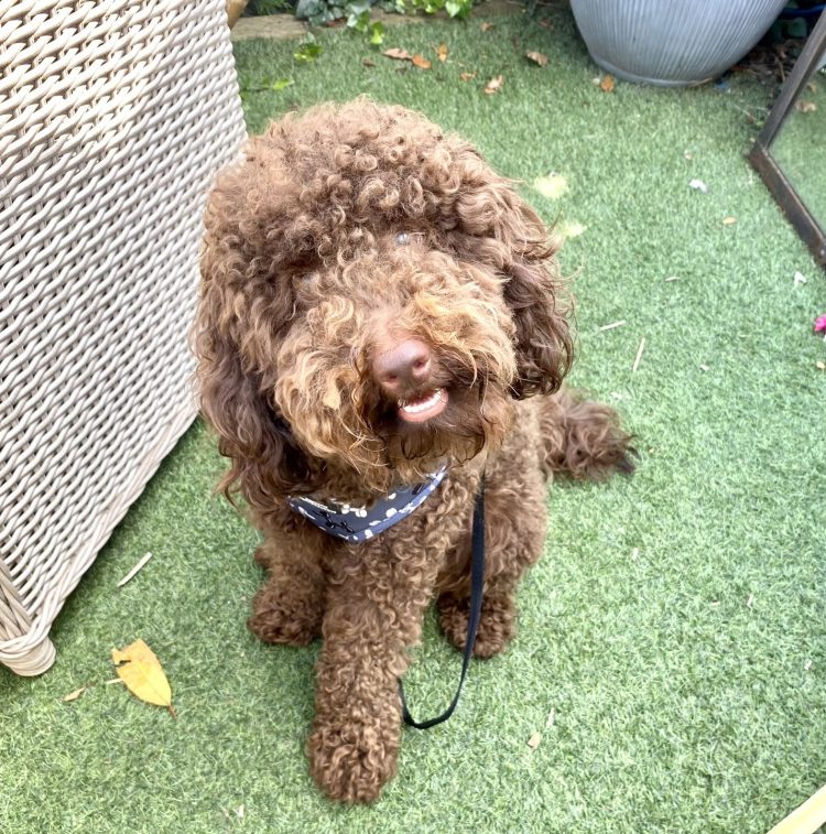 The image shows James' dog Ted, a miniature poodle with curly brown fur. He's looking at camera and smiling.