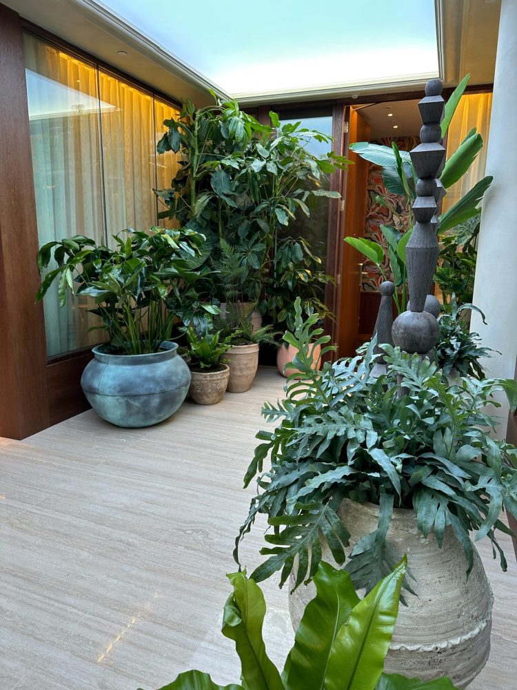 A light corridor area filled with large green plants in stone pots. There's a light wood floor and dark wooden rooms with glazed, curtained areas.