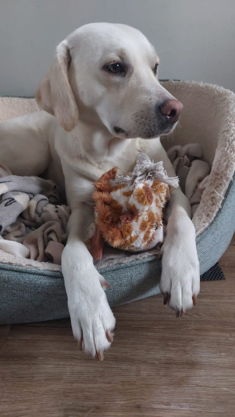 John's dog Clover - a beautiful golden labrador - laying in her bed with a soft toy
