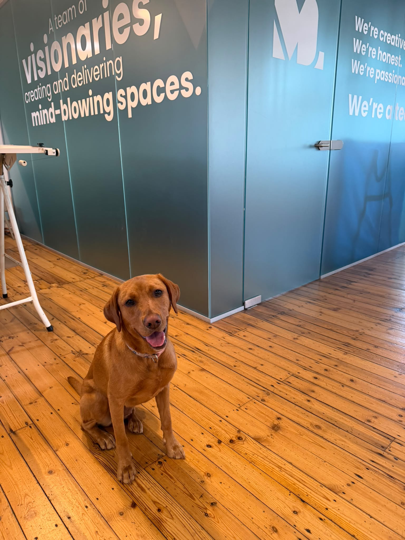 Nala the fox red labrador sat on the wooden floor in the studio looking at the camera with the meeting room in the background.