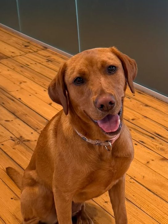 Nala the fox red labrador sat on the wooden floor in the studio looking at the camera with the meeting room in the background.