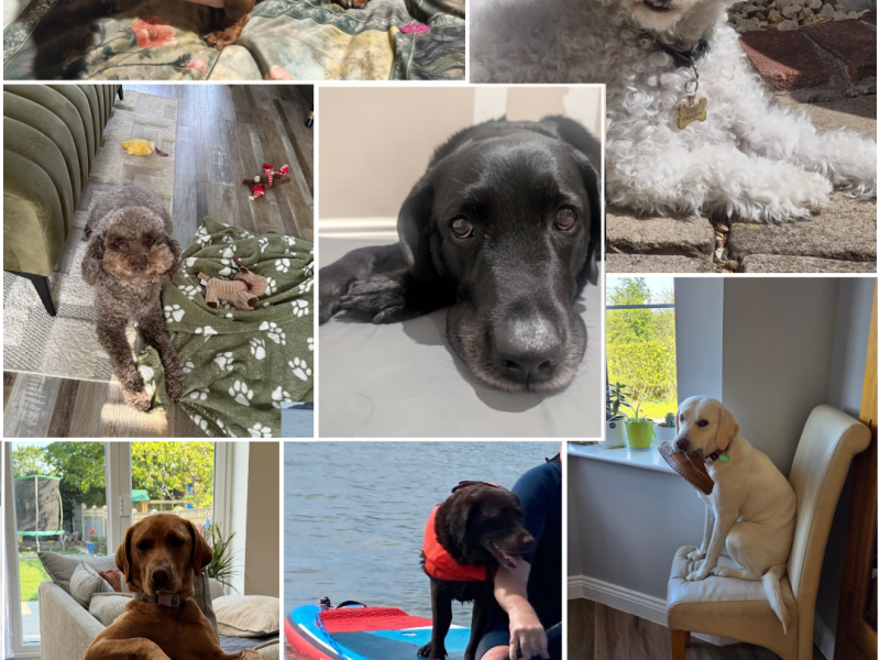 🐾 Meet the Morrison Design team’s four-legged colleagues!